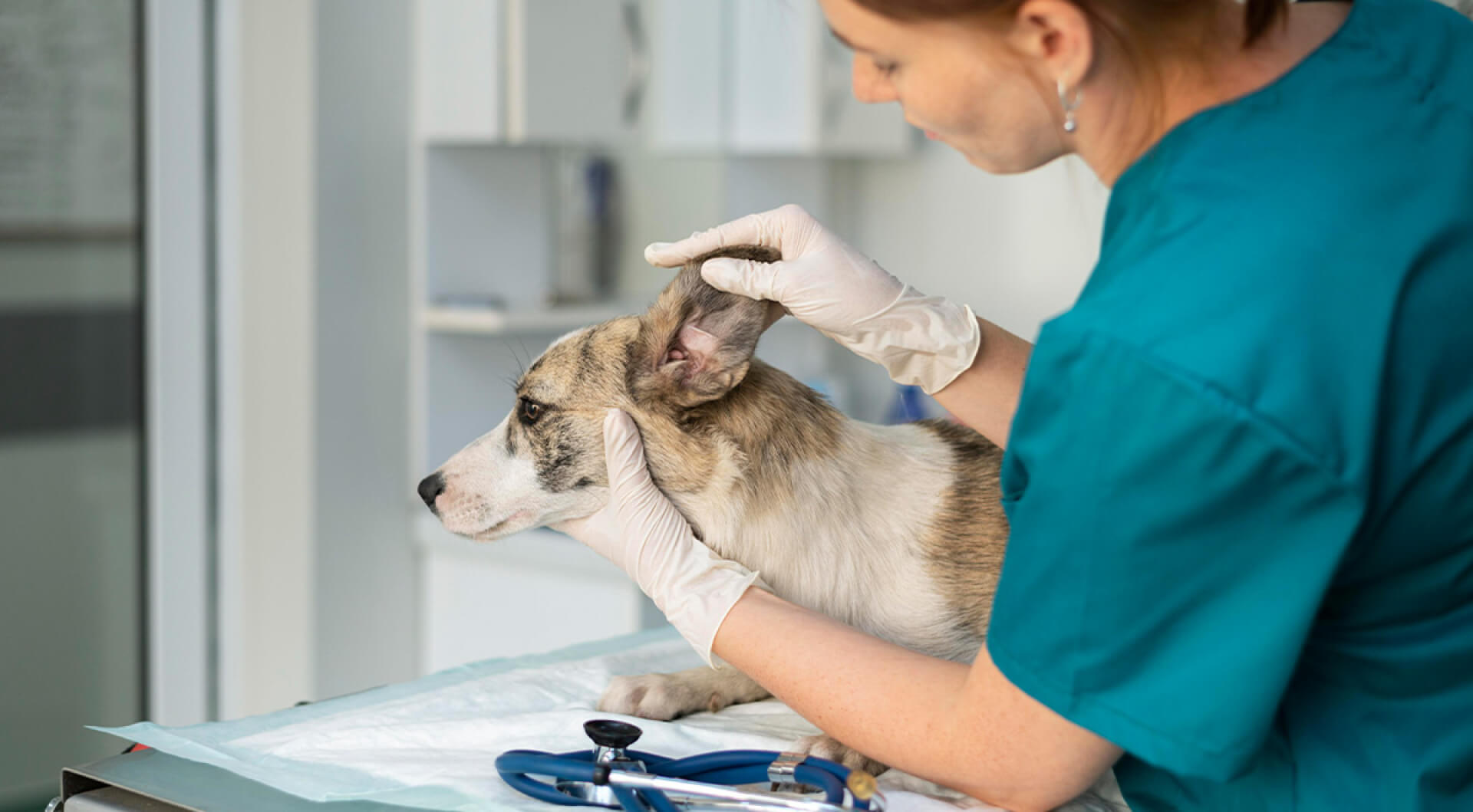 Why Veterinarians Should Advertise On The Radio
